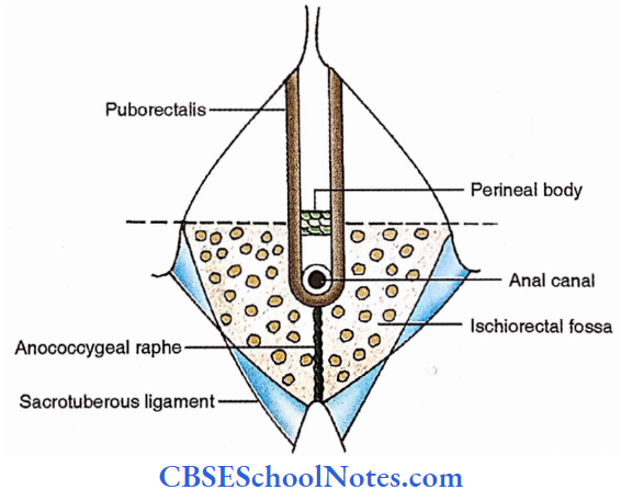Anal Triangle Structures Of Anal Triangle
