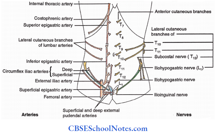 Anterior Abdominal Wall Superficial Superficial Structures(Cutaneous) Arteries And Nerves Of Anterior Abdominal Wall