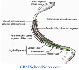 Bones of the Abdomen Notes - CBSE School Notes