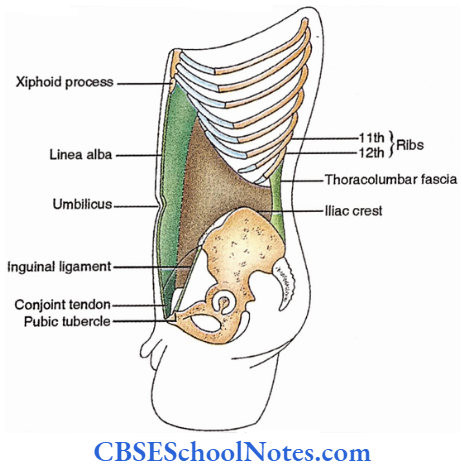 Anterolateral Abdominal Muscles Internal Oblique Muscle Of Abdomen