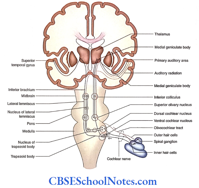 E:\Neuro anatomy\images\ch-21\Auditory And Vestibular Systems Auditory Pathway.png
