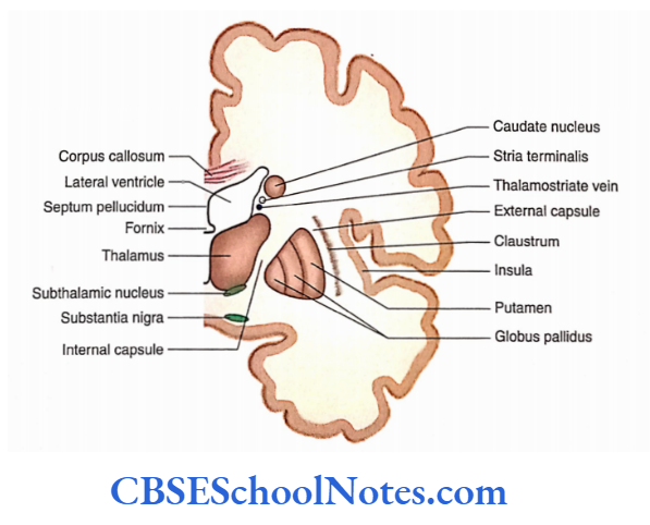Basal Nuclei Coronal section showing thalamus striatum, subthalamic nucleus, substantia nigra and internal capsule