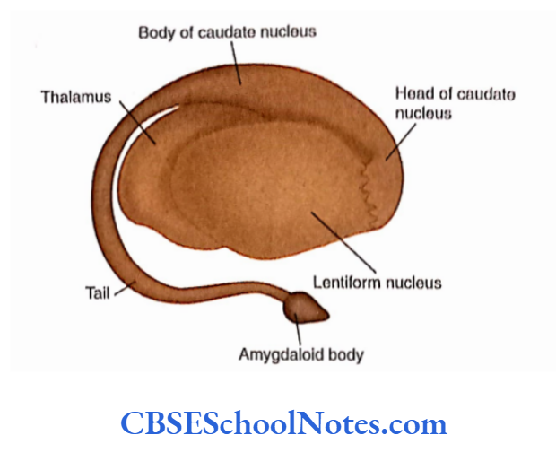 Basal Nuclei Lentiform, caudate and thalamus as seen from the lateral aspect