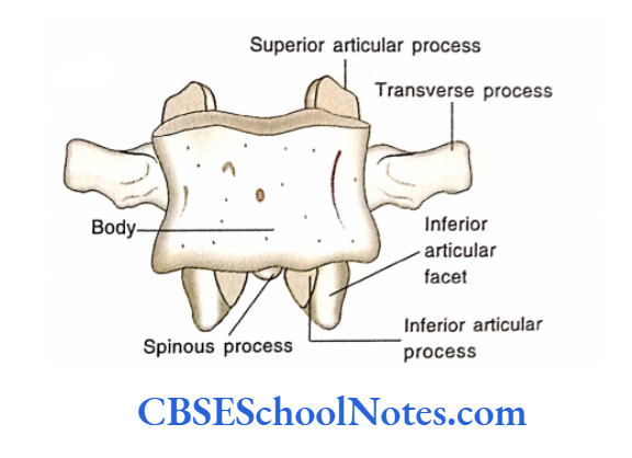 Bones Of The Abdominal And Pelvic Regions A Typical Lumbar Vertebra As Seen.2