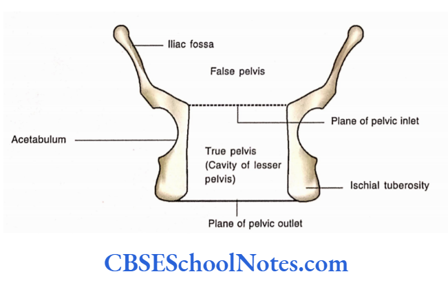 Bones Of The Abdominal And Pelvic Regions Diagrammatic Representation Of The Coronal Section Of Pelvis