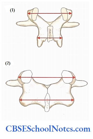 Bones Of The Abdominal And Pelvic Regions Distance Between Two Superior And Two Inferior Articular Processes