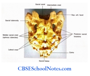 Bones Of The Abdominal And Pelvic Regions Notes - CBSE School Notes