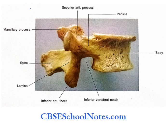 Bones Of The Abdominal And Pelvic Regions Right Lateral View Of A Typical Lumbar Vertebra