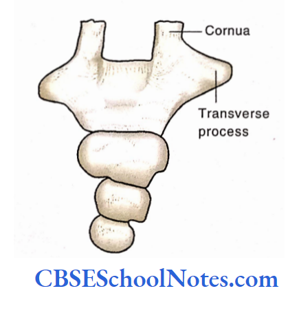 Bones Of The Abdominal And Pelvic Regions The Coccyx Bone As Seen From Dorsal Aspect