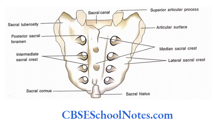 Bones Of The Abdominal And Pelvic Regions The Posterior Surface Of Sacrum