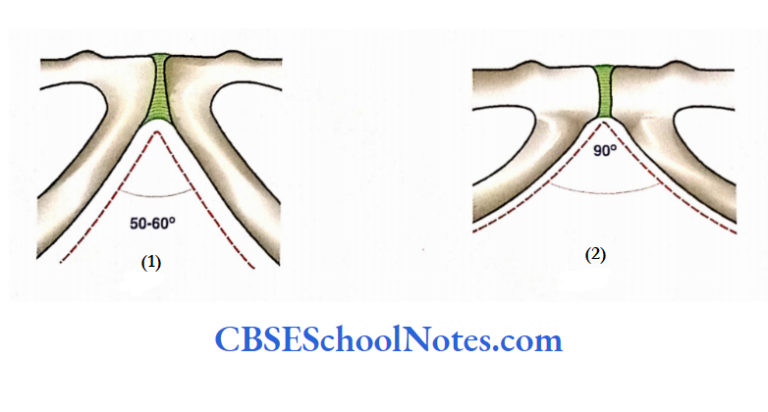 Bones Of The Abdominal And Pelvic Regions Notes - CBSE School Notes