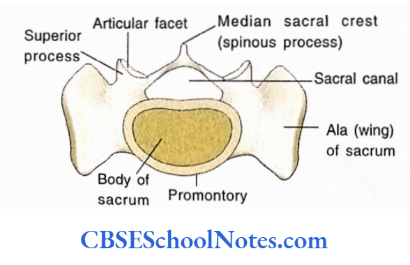 Bones Of The Abdominal And Pelvic Regions The Superior base of Sacrum