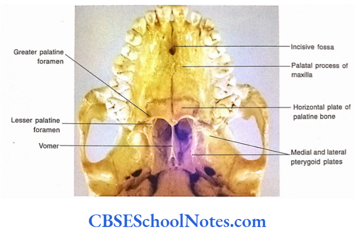 Bones Of The Head And Neck Regions Anterior and part of middle portion of norma basalis externa