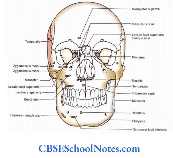 Bones Of The Head And Neck Regions Attachment of the muscles on norma frontalis.