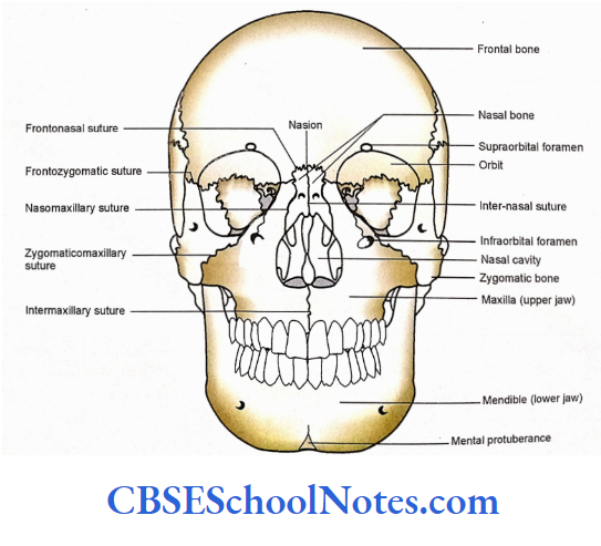 Bones Of The Head And Neck Regions Features of norma frontalis