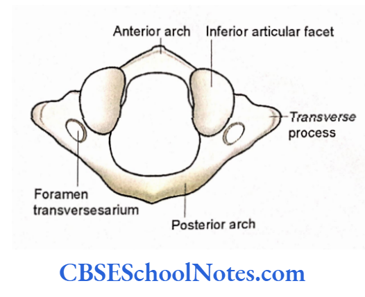 Bones Of The Head And Neck Regions Inferior aspect of atlas vertebra