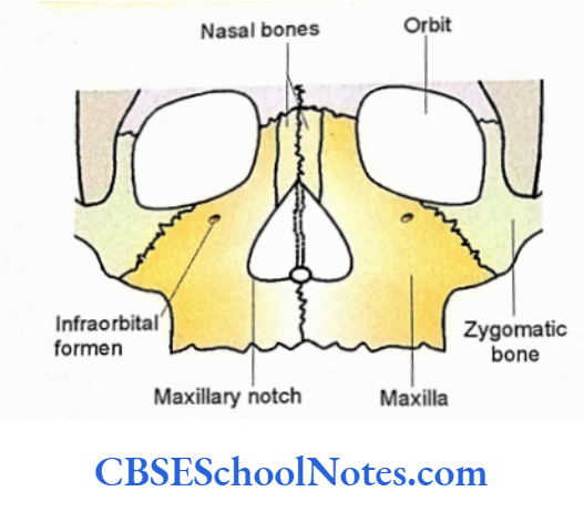 Bones Of The Head And Neck Regions Margins of anterior nasal