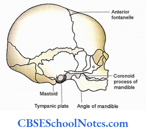 Bones Of The Head And Neck Regions Newborn skull as seen from lateral aspect