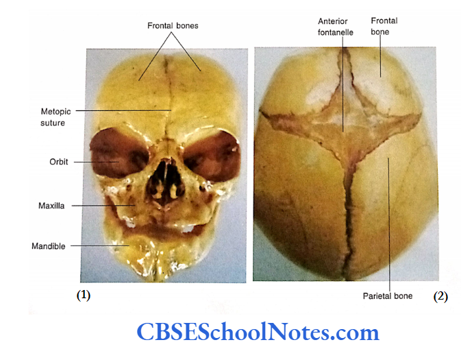 Bones Of The Head And Neck Regions Norma Frontalis Norma Verticalis Of Foegtal skull