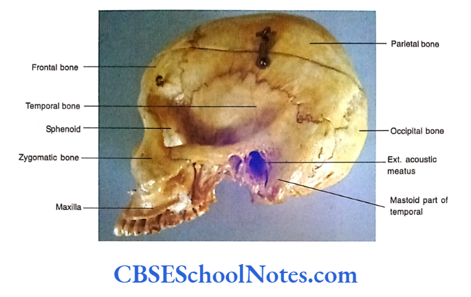 Bones Of The Head And Neck Regions Norma Lateralis