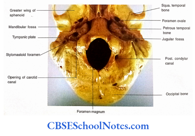 Bones Of The Head And Neck Regions Part of middle and posterior part of norma basalis externa
