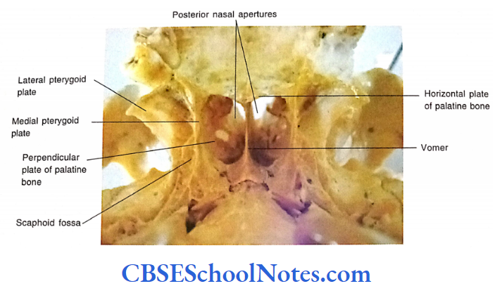 Bones Of The Head And Neck Regions Posterior Nasal Aperture