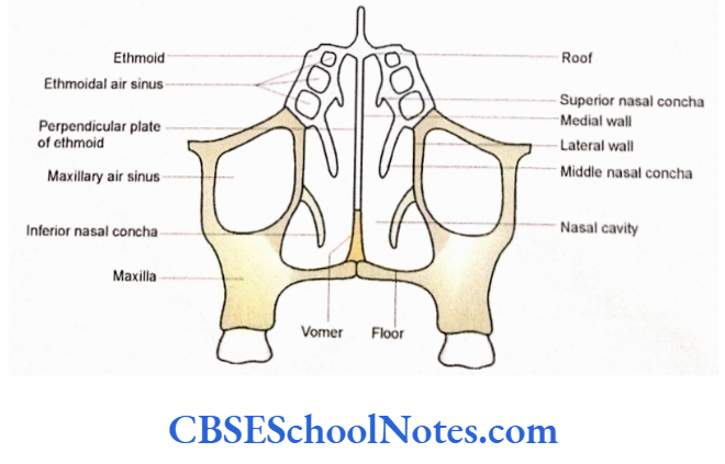 Bones Of The Head And Neck Regions Schematic diagram showing roof, floor, medial and lateral walls of nasal cavity