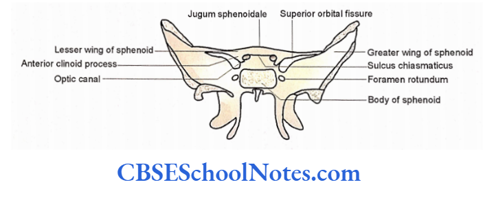 Bones Of The Head And Neck Regions Schematic diagram showing superior orbital fissure as seen from posterior aspect of sphenoid