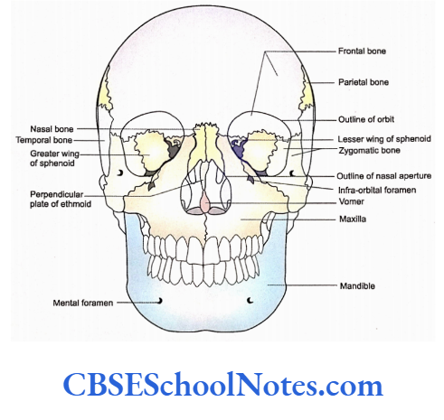 Bones Of The Head And Neck Regions Skull As Seen From Anterior Aspect