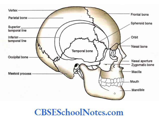 Bones Of The Head And Neck Regions Skull As Seen In Lateral View