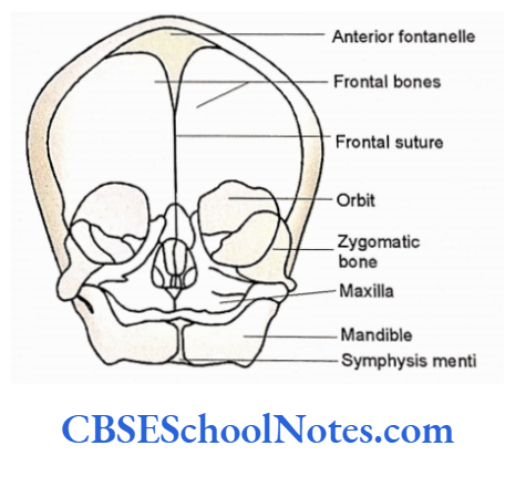 Bones Of The Head And Neck Regions Skull of a newborn as seen from front