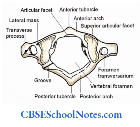 Bones Of The Head And Neck Regions Superior aspect of atlas vertebra