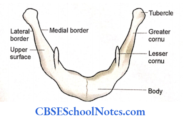 Bones Of The Head And Neck Regions The Anterosuperior Aspect Of Hyoid bone