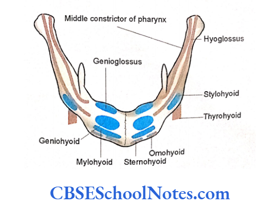 Bones Of The Head And Neck Regions The Attachments Of Muscles On Hyoid Bone