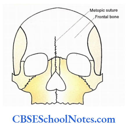 Bones Of The Head And Neck Regions The Presence Of Partial Metopic Suture