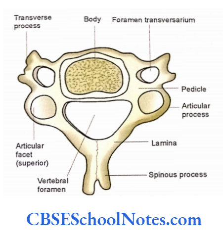 Bones Of The Head And Neck Regions The Superior Aspect Of A Typical Cervical Vertebra