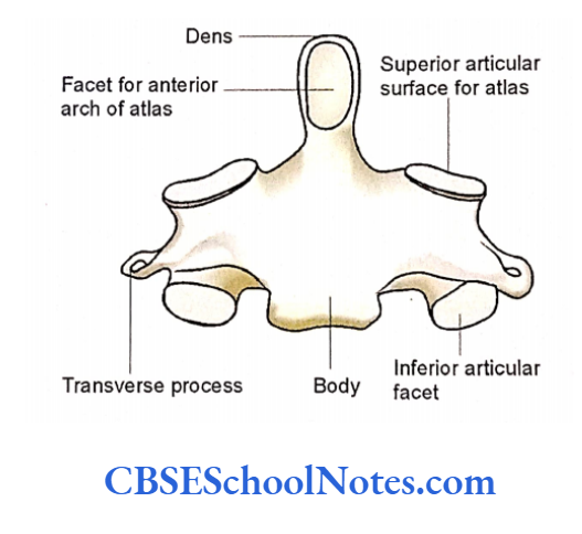 Bones Of The Head And Neck Regions The anterior aspect of axis vertebra