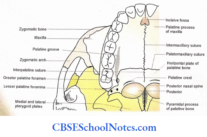 Bones Of The Head And Neck Regions The anterior part of norma basalis externa. Some parts of middle portion are also shown