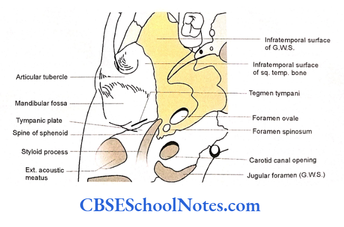 Bones Of The Head And Neck Regions The infratemporal surface of the greater wing of sphenoid (G.W.S.) and squamous temporal bone