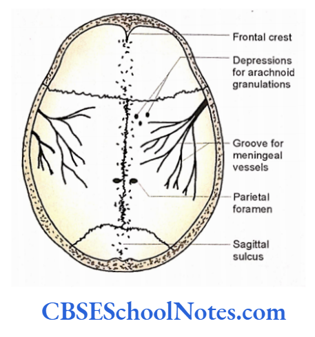 Bones Of The Head And Neck Regions The inner surface of cranial vault