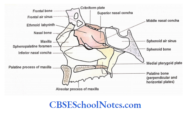 Bones Of The Head And Neck Regions The lateral wall of nasal cavity as seen before removal of nasal concha