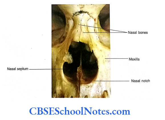 Bones Of The Head And Neck Regions The margin of anterior nasal aperture