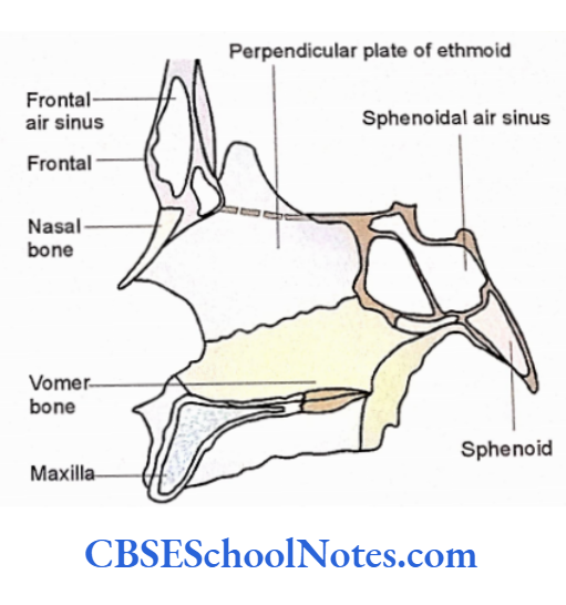 Bones Of The Head And Neck Regions The medial wall of the nasal cavity