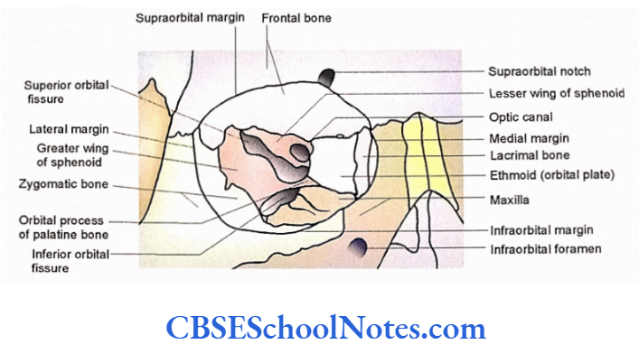 Bones Of The Head And Neck Regions The orbital cavity. Schematic diagram showing walls and openings of orbit