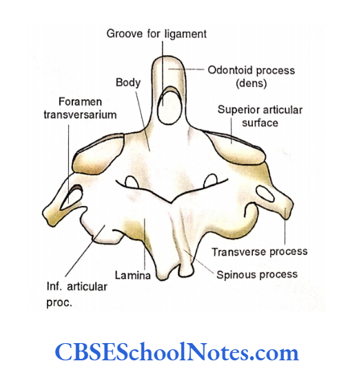 Bones Of The Head And Neck Regions The posterior aspect of axis vertebra