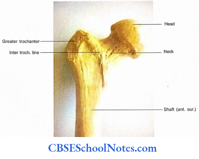 Bones Of The Lower Limb Anterior aspect of Anterior Aspect of Upper end Of Right Femur