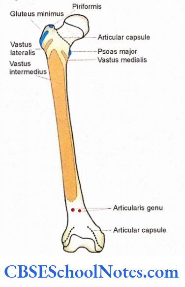 Bones Of The Lower Limb Anterior aspect of right femur showing attachment of muscles