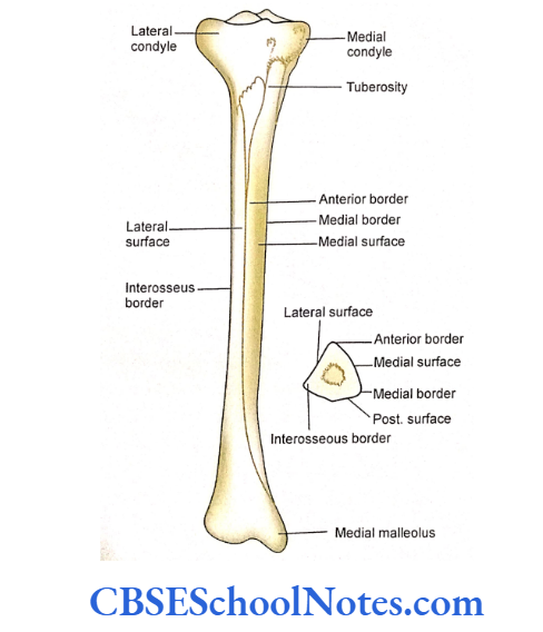 Bones Of The Lower Limb Anterior aspect of right tibia