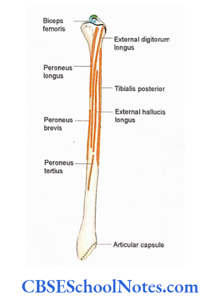Bones Of The Lower Limb Attachment Of Muscleus On Anterior Aspect of fibula