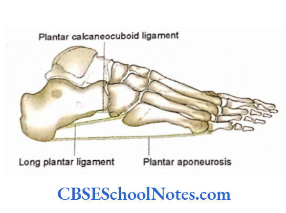 Bones Of The Lower Limb Attachment of ligaments on the plantar Aspect Of Foot, as seen from lateral aspect